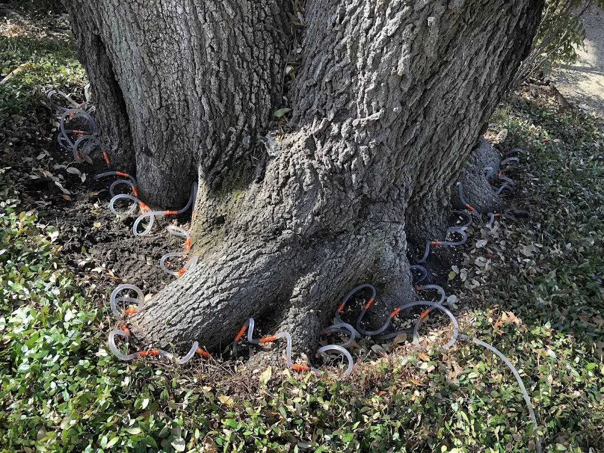 Detailed Tree Cabling and Bracing job site in West Hatfield