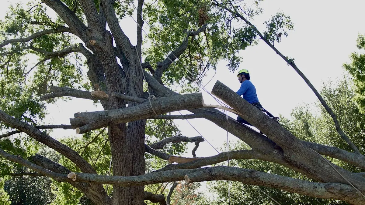 Professional Crown Thinning performed by certified arborists in West Hatfield
