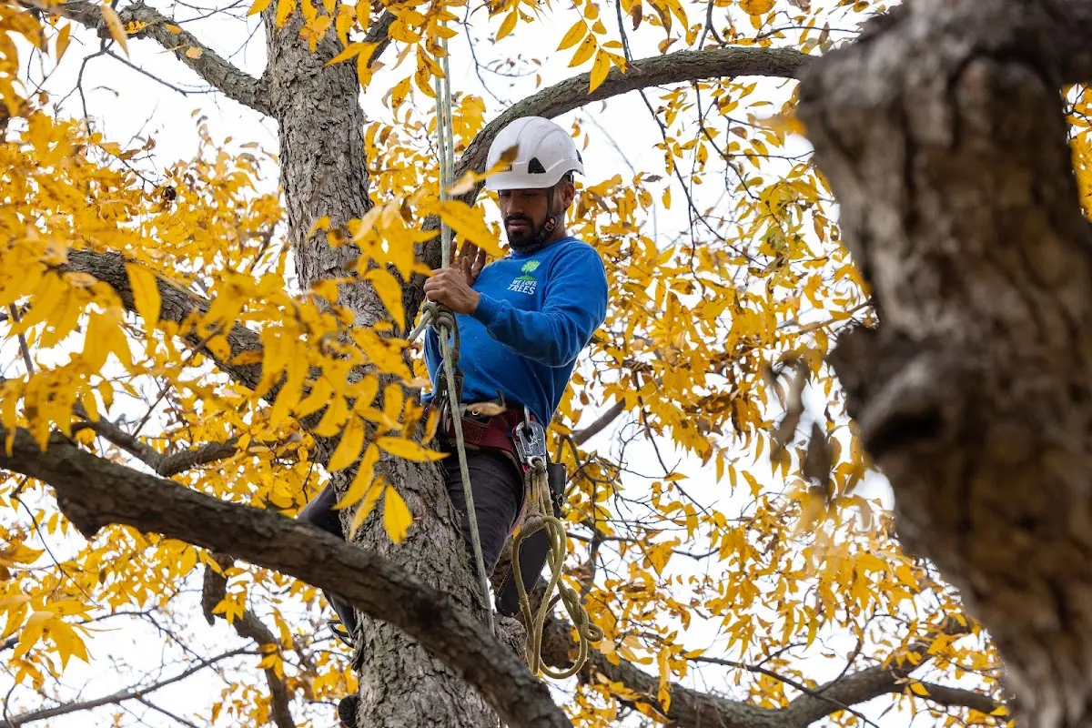 Skilled Tree Trimming crew working in West Hatfield