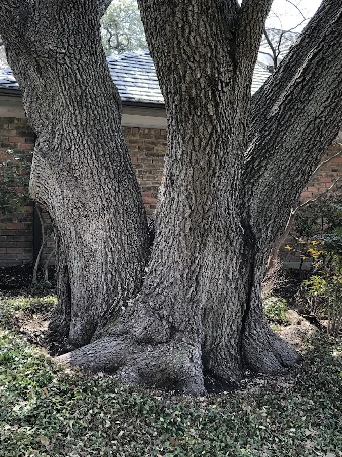 Mature heritage tree close to a West Hatfield property cared for by certified arborists